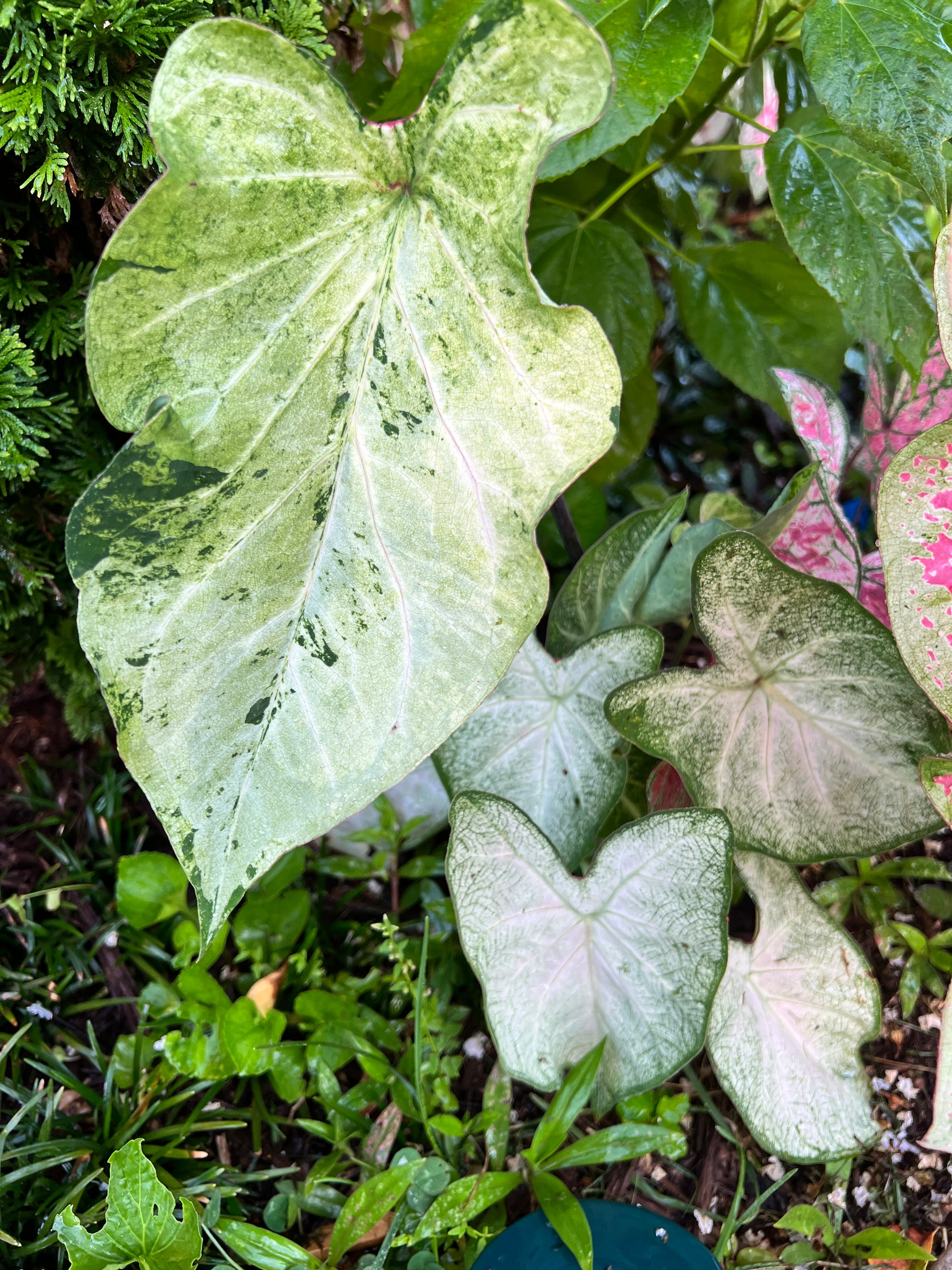 June Bride Caladium (2 bulbs)