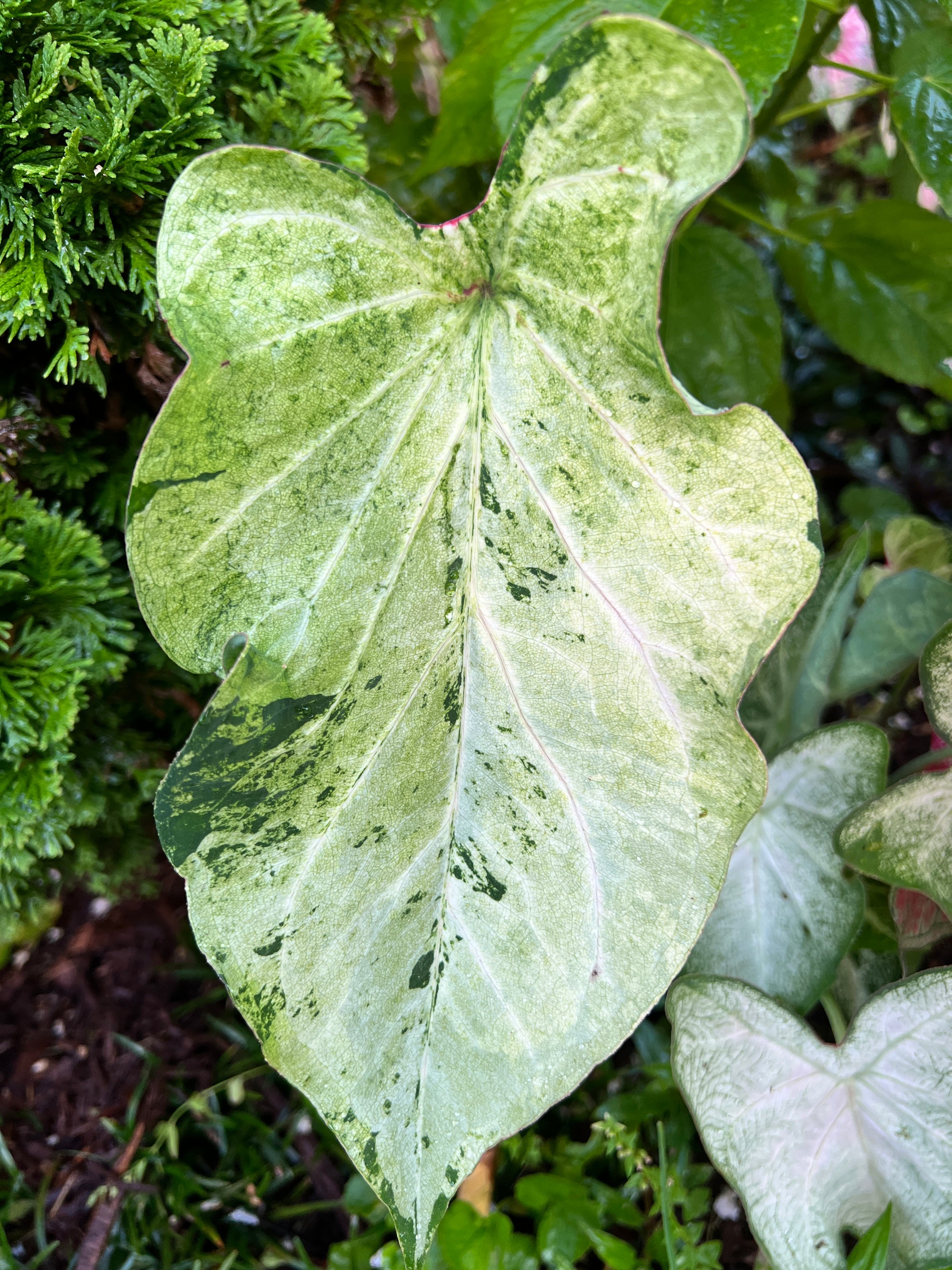 June Bride Caladium (2 bulbs)