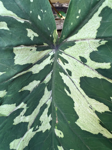 Hilo Beauty Elephant Ear