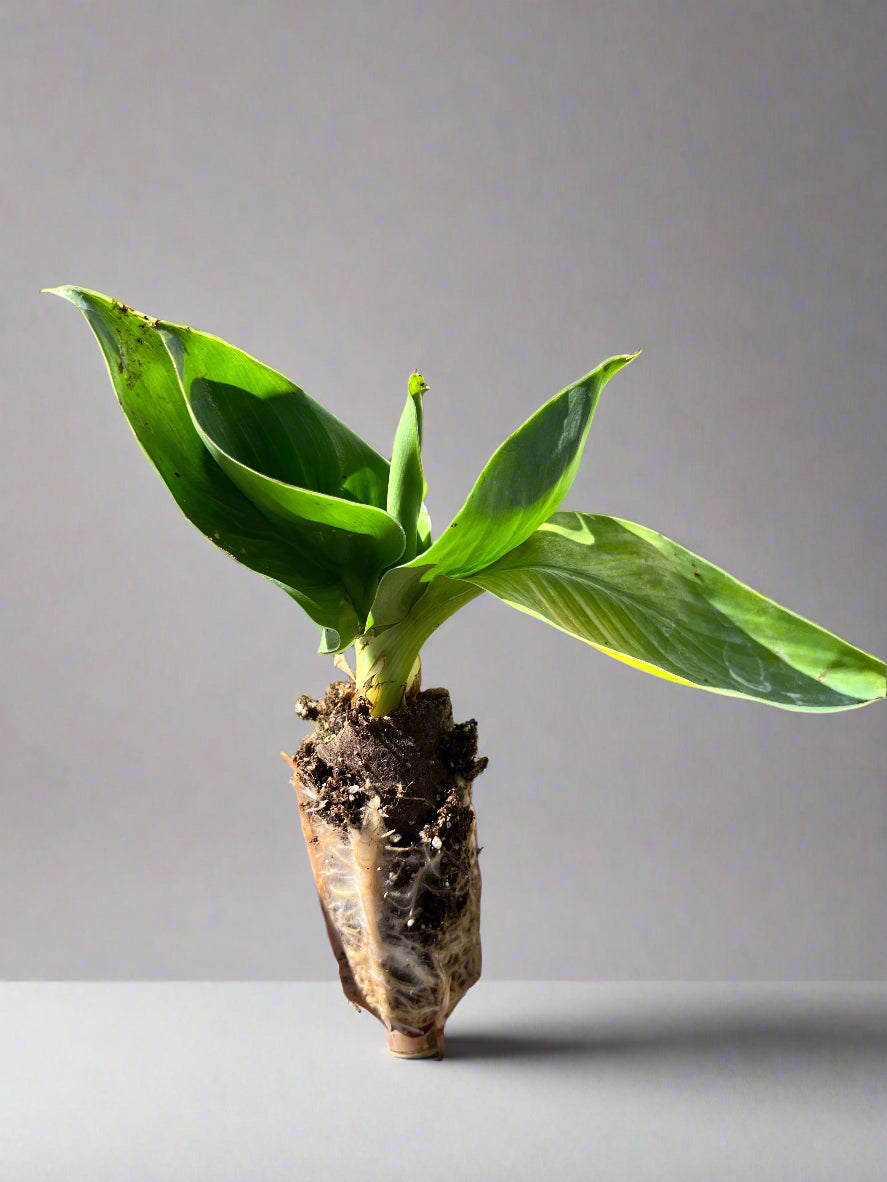 white canna lily bulbs LIVE PLANT | Moonshine Canna Lily Plug | Rare and Limited