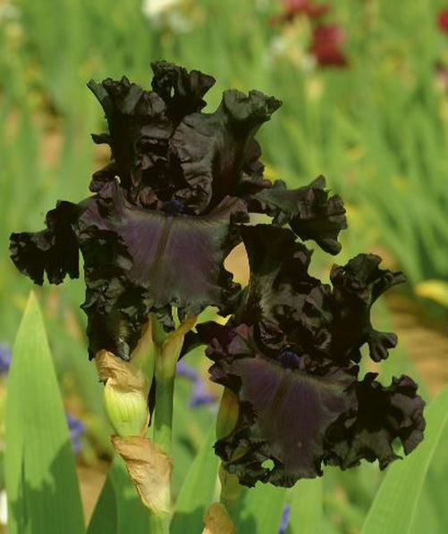 An All Night Long iris in full bloom, showcasing its luxurious dark purple and black petals with delicately ruffled edges. The flower's intense color and velvety texture add a sense of mystery, framed by a soft, green garden setting.