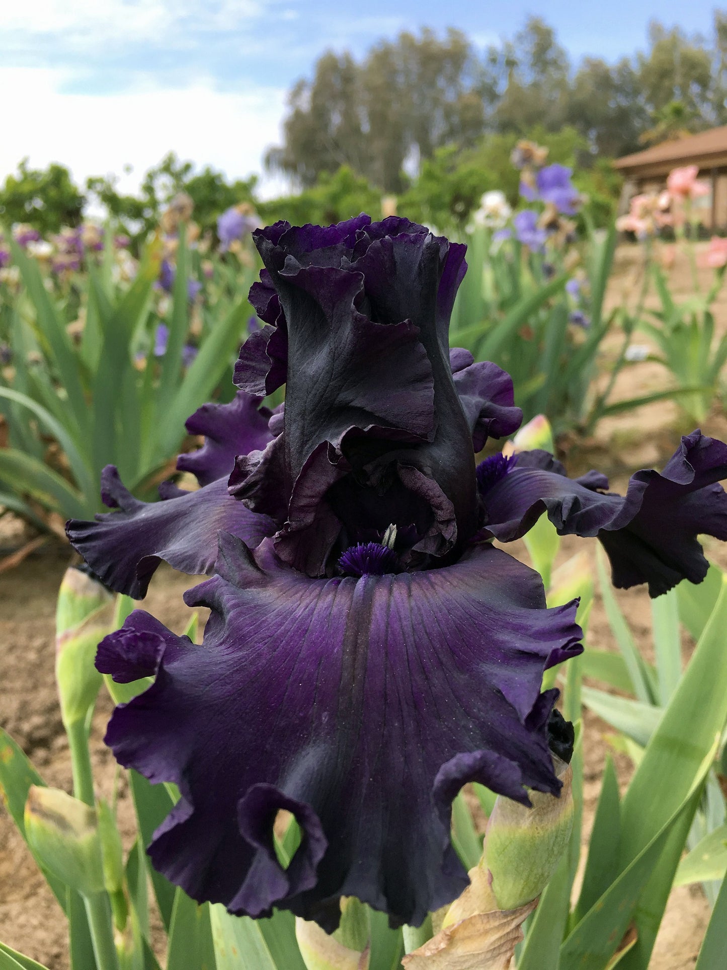  striking All Night Long iris in full bloom, featuring deep, velvety purple petals with nearly black undertones. The ruffled edges and rich color create a dramatic contrast against the green leaves and softly lit garden background