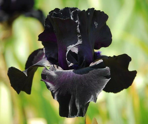 A close-up of an All Night Long iris, displaying its dark, almost black petals with deep violet highlights. The flower's elegant shape and layered texture stand out against a backdrop of lush green foliage