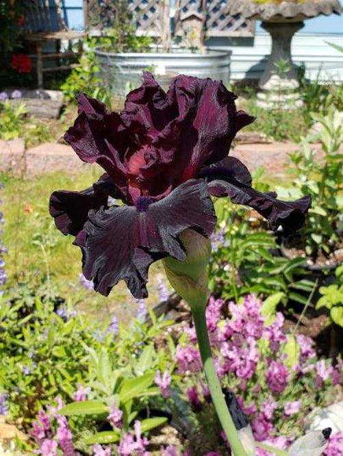 Devils Punchbowl Bearded Iris