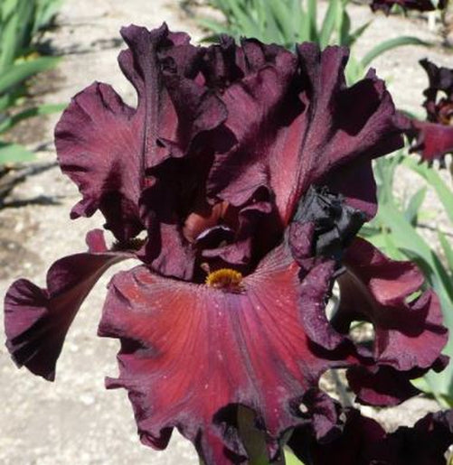 Grateful Red Bearded Iris Bulb