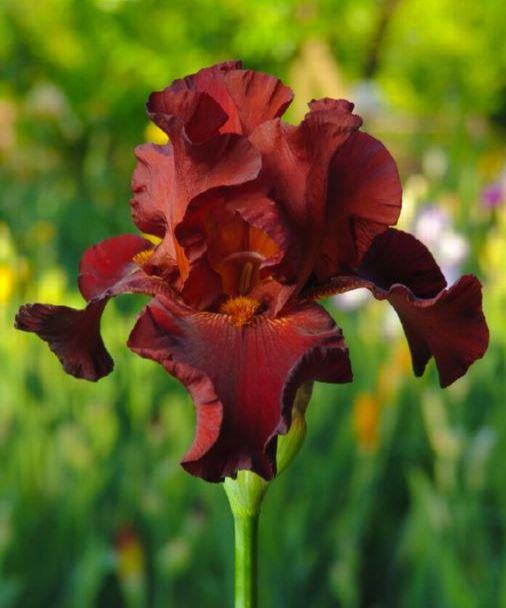 Grateful Red Bearded Iris Bulb