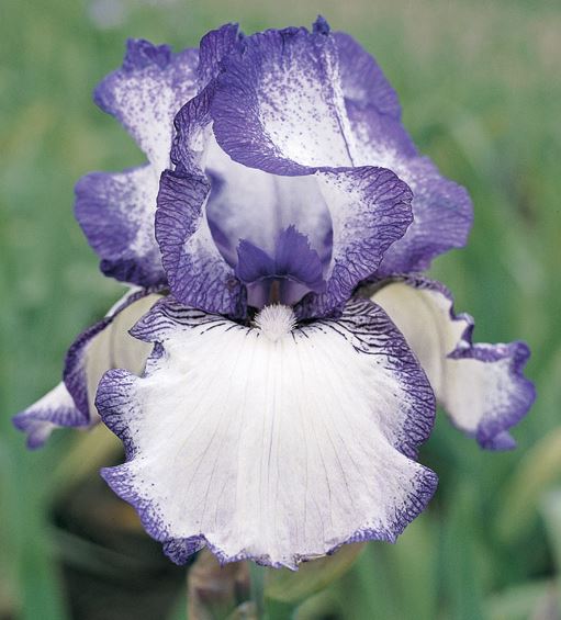 'Hemstitched' Bearded Iris - Blue Buddha Farm