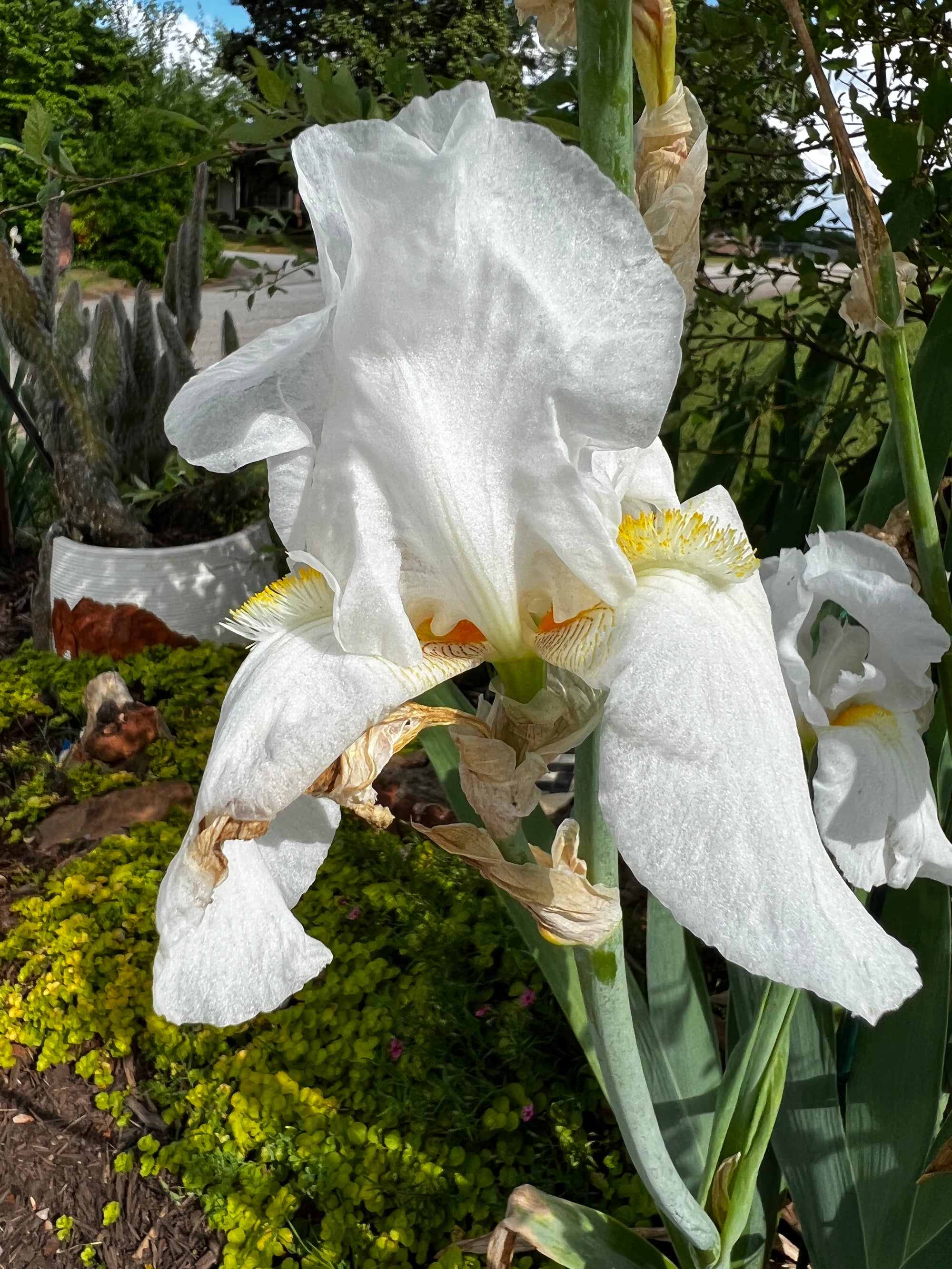 Immortality Bearded Iris