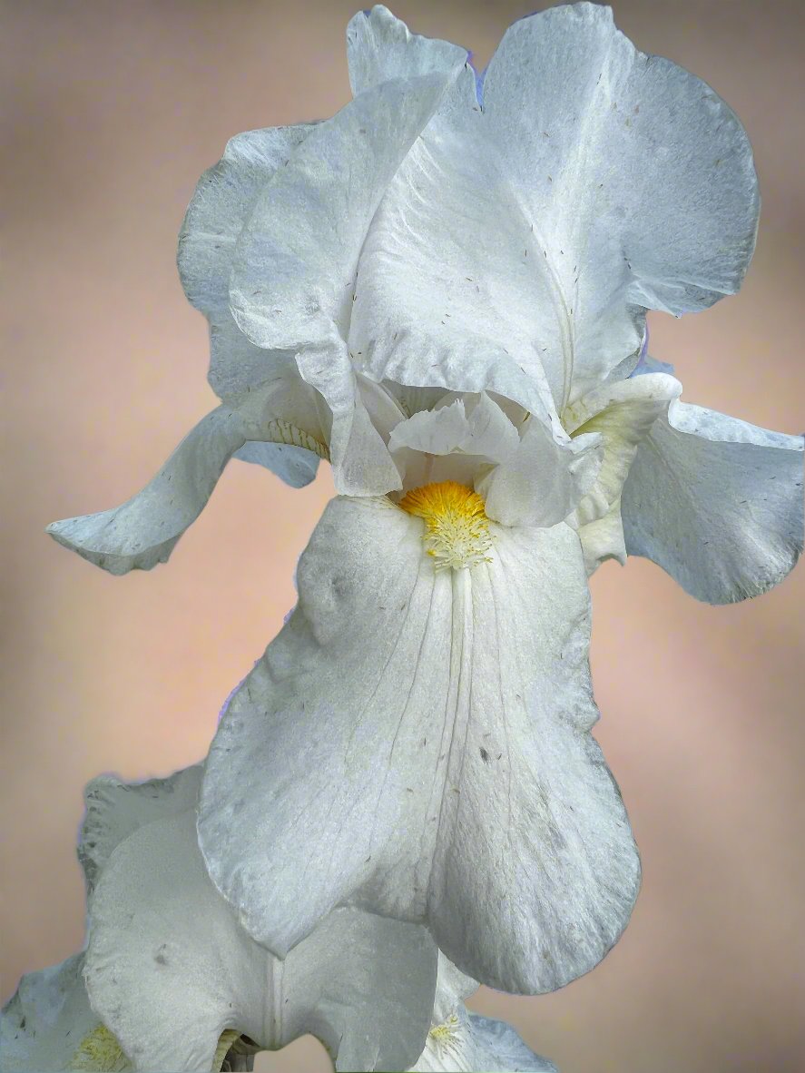 Immortality Bearded Iris
