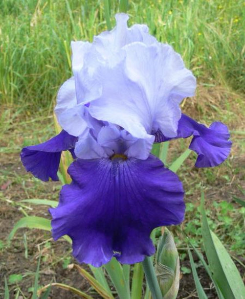 'Over Alaska' Bearded Iris – Blue Buddha Farm