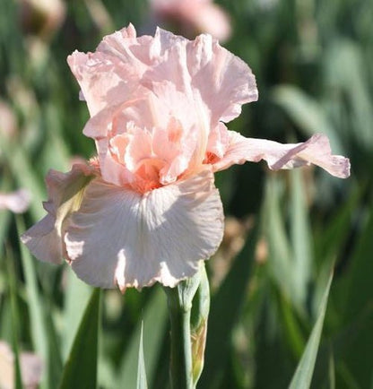 Pink Attraction Bearded Iris Bulb - Blue Buddha Farm