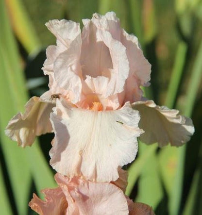 Pink Attraction Bearded Iris Bulb - Blue Buddha Farm