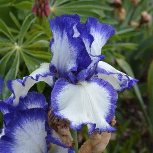 Presby's Crown Jewel Bearded Iris