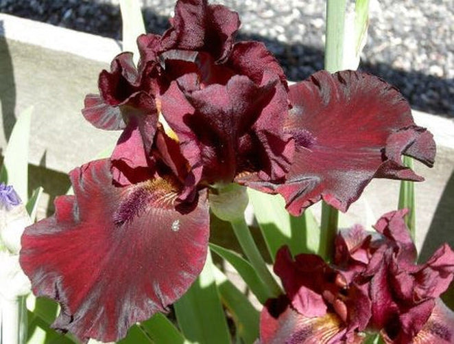 Rio Rojo Bearded Iris Bulb
