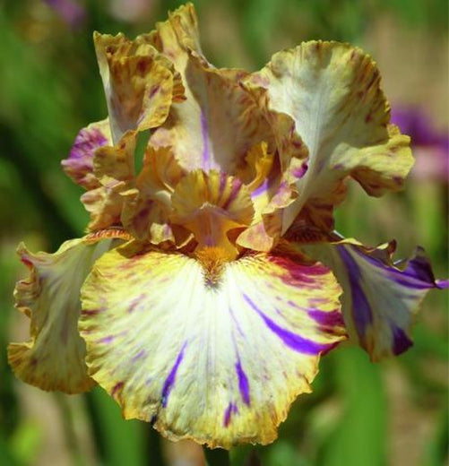 Toucan Tango Bearded Iris Bulb