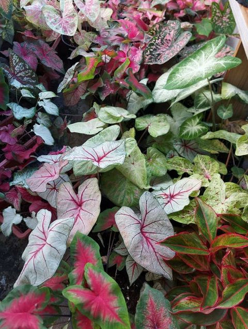 Caladium Bulbs - Size 3 Variety Mix - Blue Buddha Farm