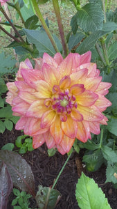Melody Dora Decorative Dahlia