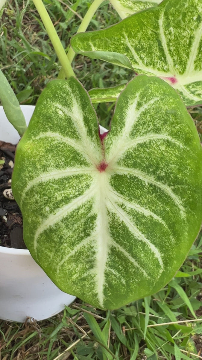 Caladium White Cap