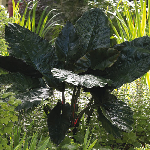 Plumbea Nigra Upright Elephant Ear Bulb - Blue Buddha Farm