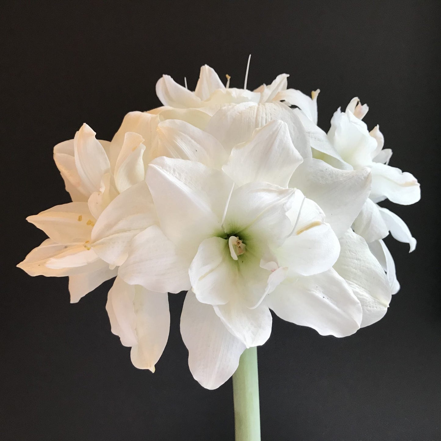 Preorder Amaryllis 'Alfresco' – Winter White Elegance (Bulb Size 24/26) - Blue Buddha Farm