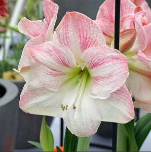 Amaryllis Cherry Blossom