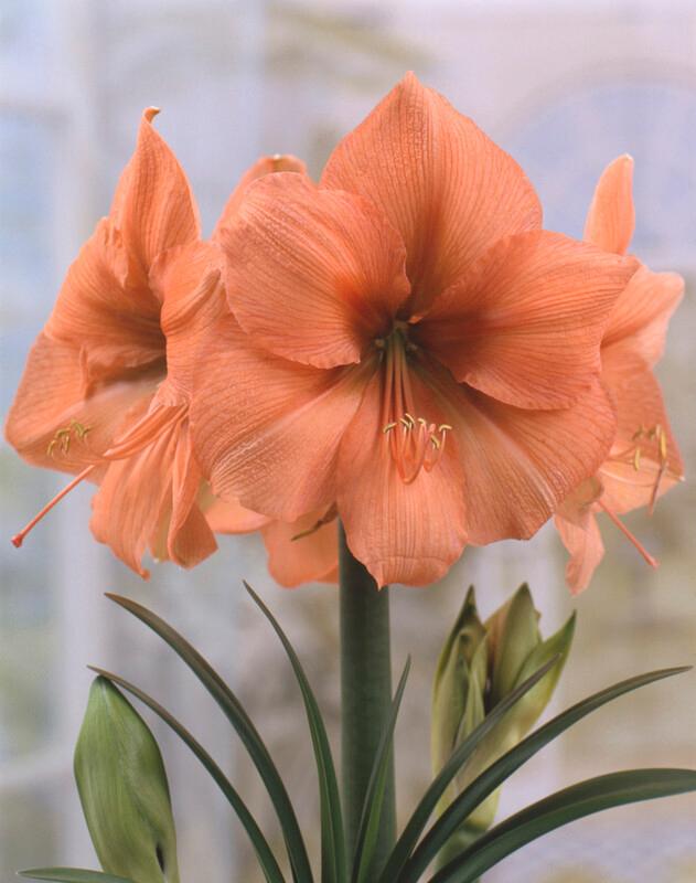 Amaryllis Rilona Bulb Jumbo - Blue Buddha Farm