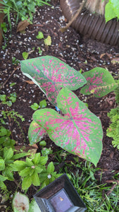 Florida Roselight Caladium