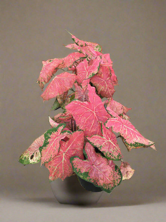 Caladium Ballet Slippers: Softly veined pink leaves, creating a soothing and inviting atmosphere in any garden space.