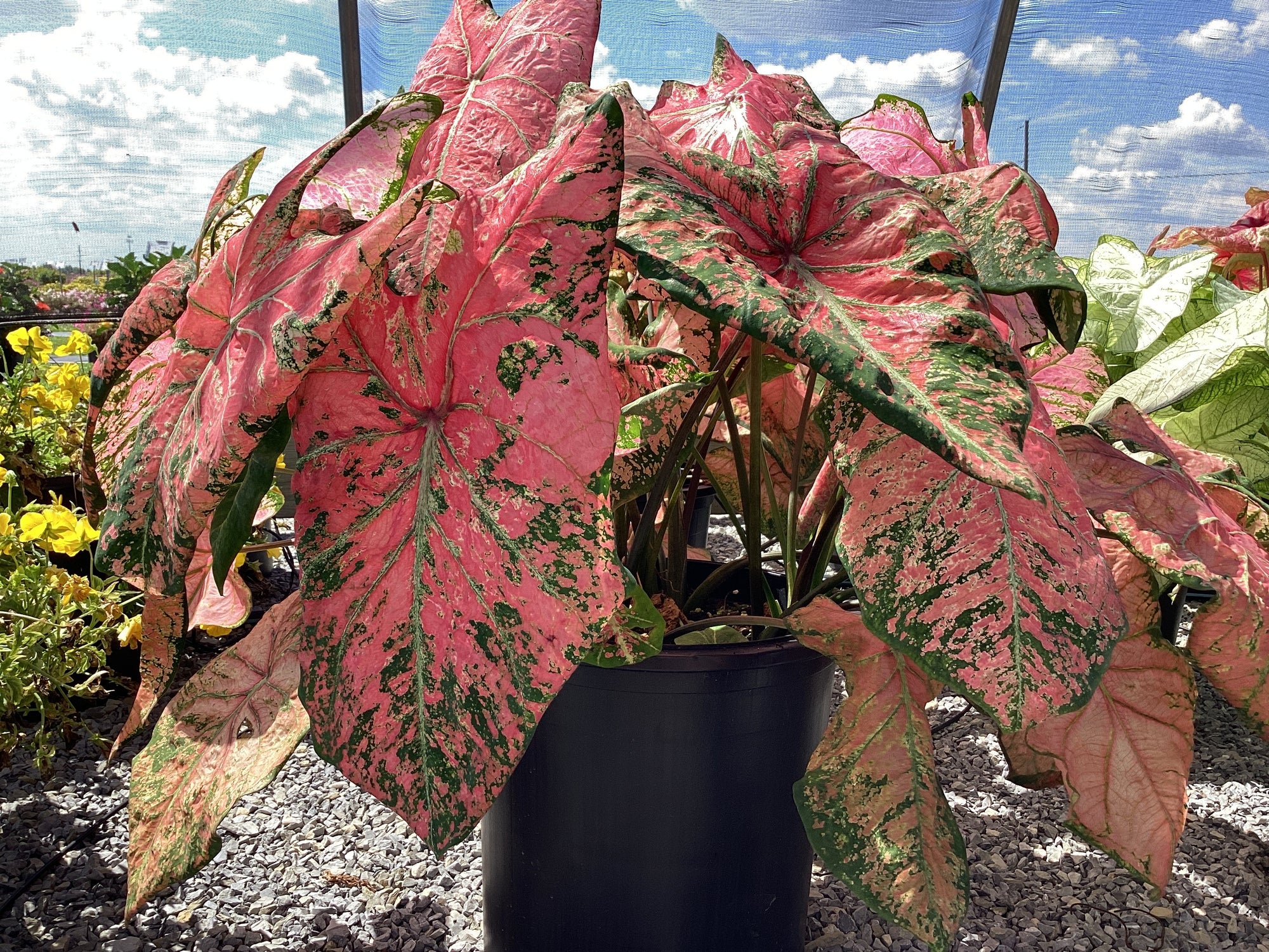 Ballet Slippers Caladium