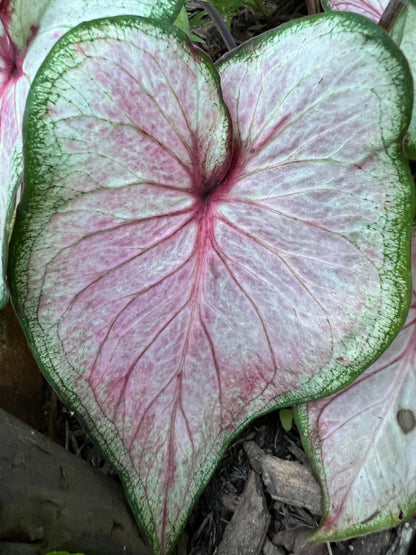 Exquisite White Caladium foliage with hand-painted soft white, cream, and subtle green hues, adding modern elegance to any space.