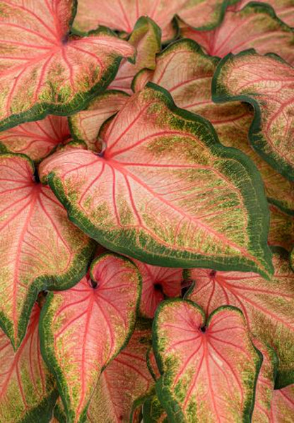 Close-up of Chinook Caladium veins – Darker salmon pink veins extending outward for a painted effect.