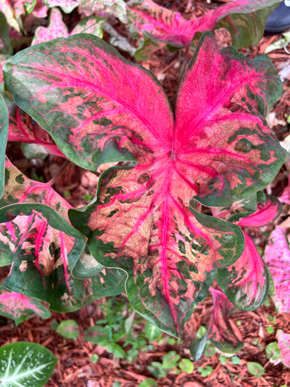 'Clowning Around' Caladium – Enchanting Foliage Frolic (2 Bulbs) - Blue Buddha Farm