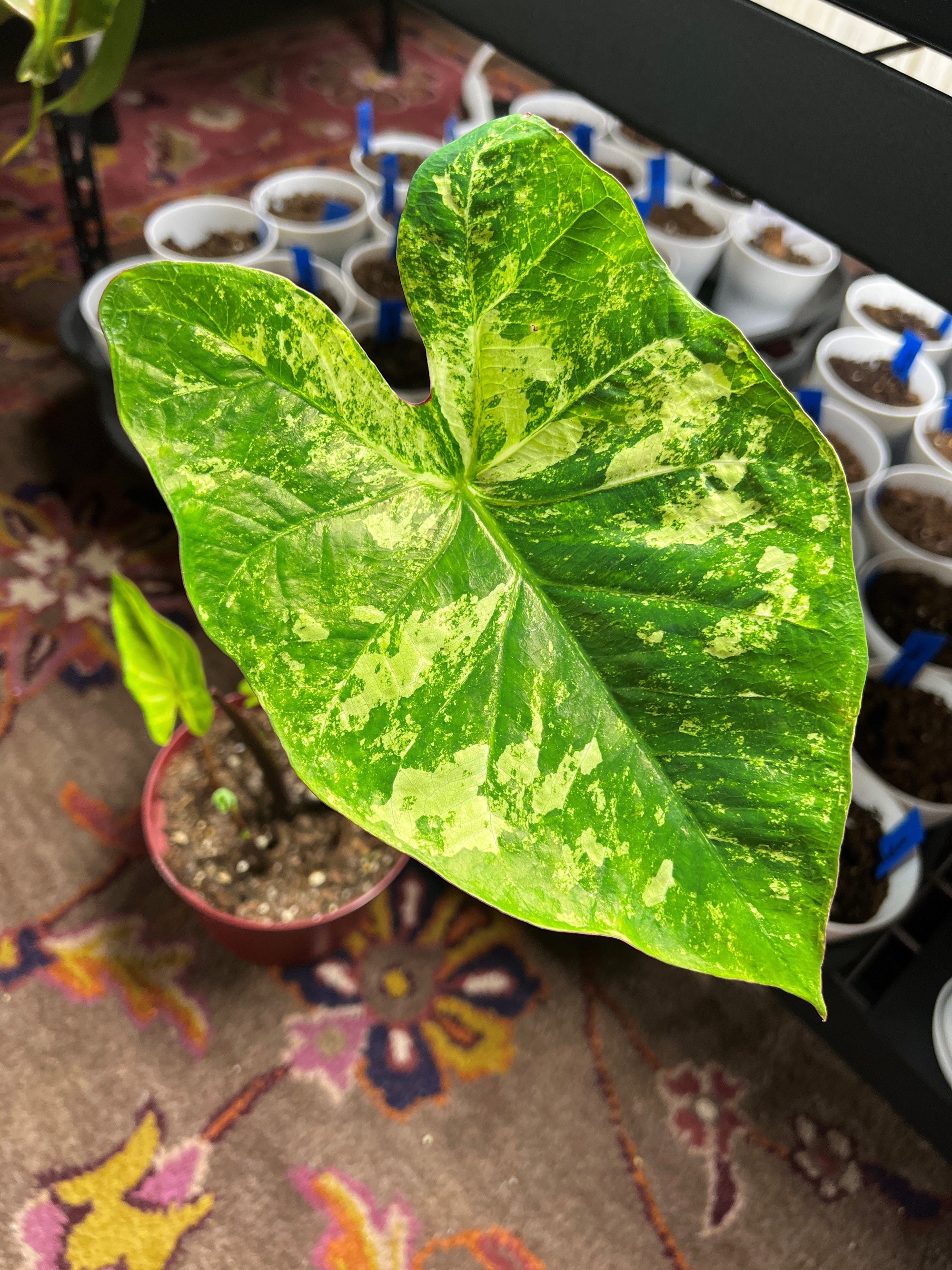 Frog in a Blender Caladium (2 Bulbs)