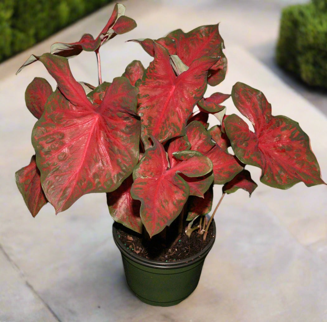 'Restless Heart' Caladium showcases its unique wavy textured leaves in pink with crimson veins and a dark green border, enhancing garden aesthetics.
