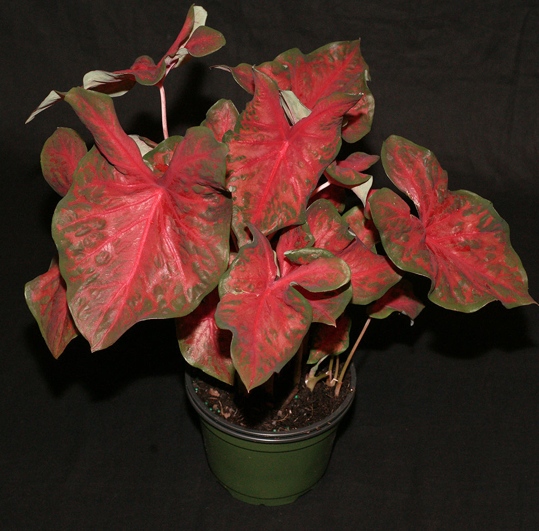 'Restless Heart' Caladium showcases its unique wavy textured leaves in pink with crimson veins and a dark green border, enhancing garden aesthetics.