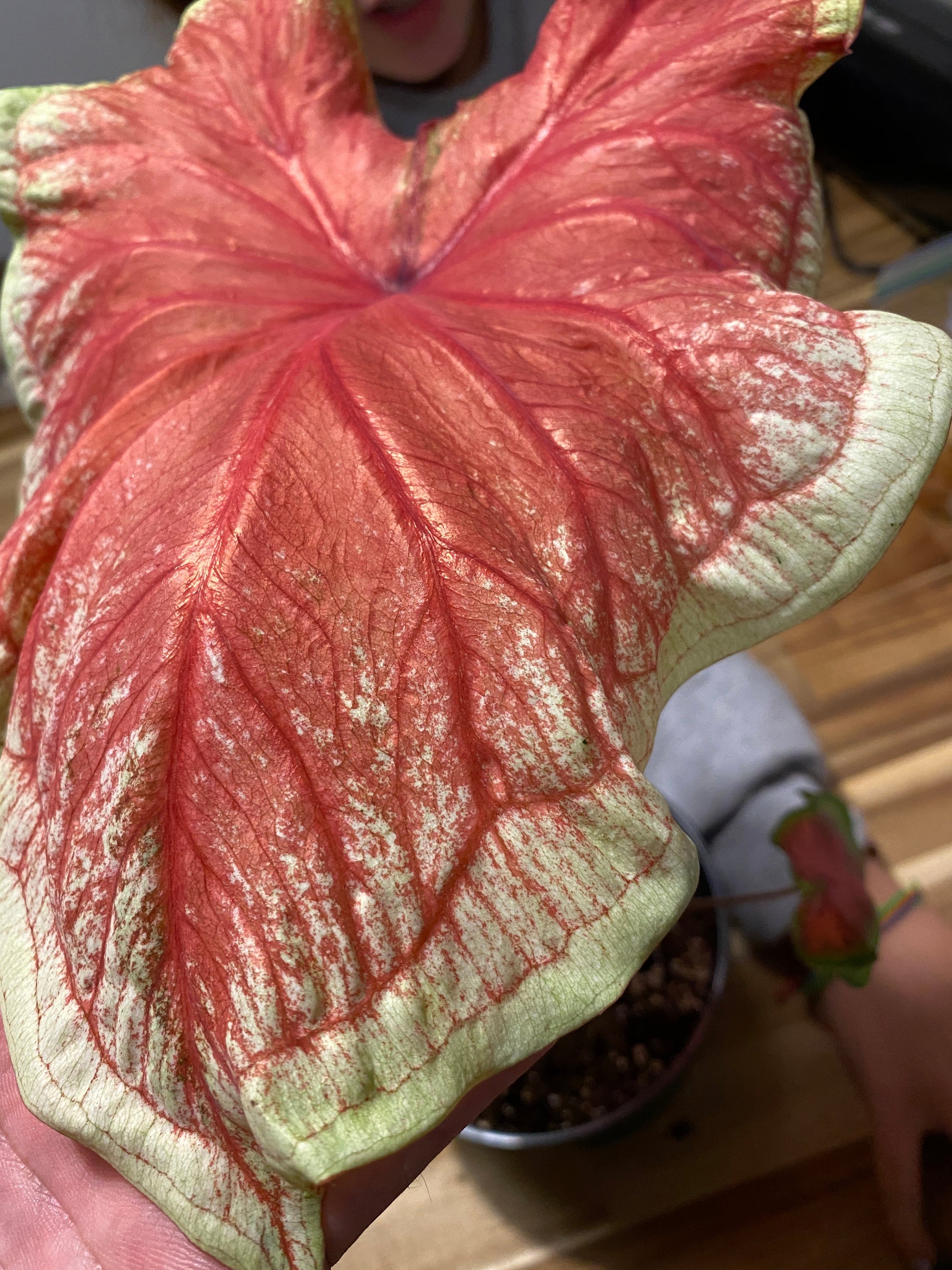Tiki Torch Caladium (2 bulbs) ** Preorder for Spring 2024 ** - Blue Buddha Farm