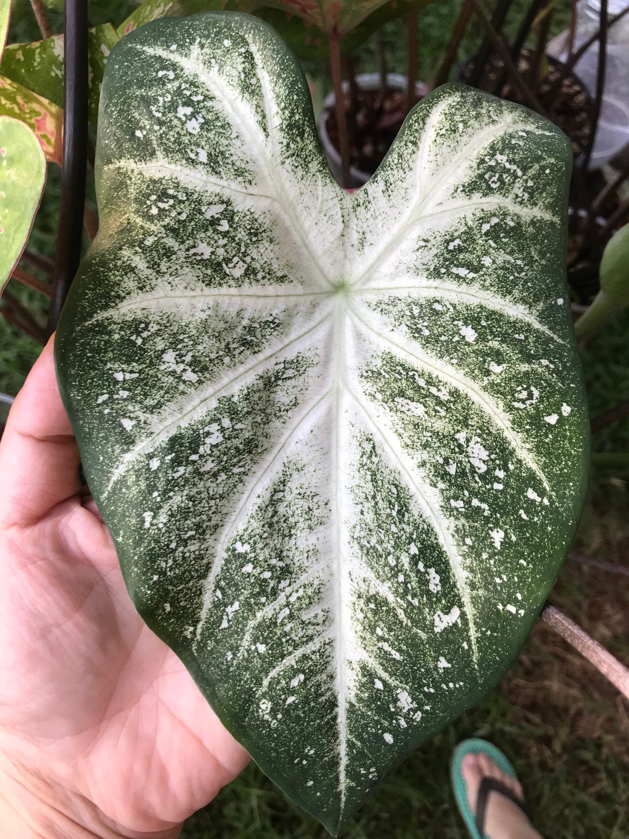 White Cap Caladium (2 bulbs)