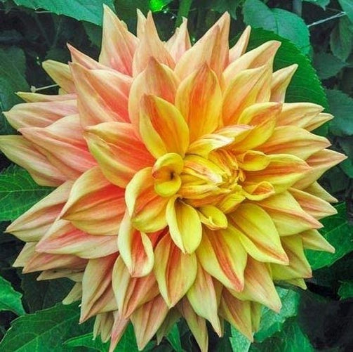 Advance Dinnerplate Dahlia Bulb - Blue Buddha Farm