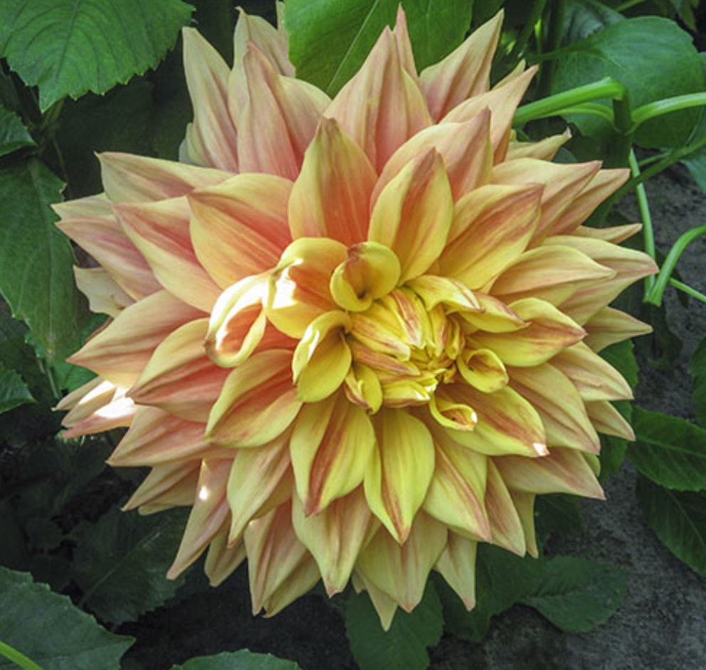 Advance Dinnerplate Dahlia Bulb - Blue Buddha Farm