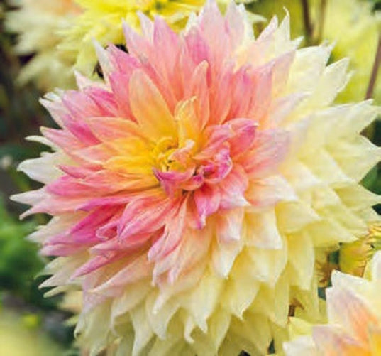 Advance Dinnerplate Dahlia Bulb - Blue Buddha Farm