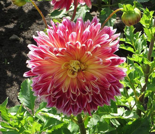 Akita Dinnerplate Dahlia Bulb - Blue Buddha Farm