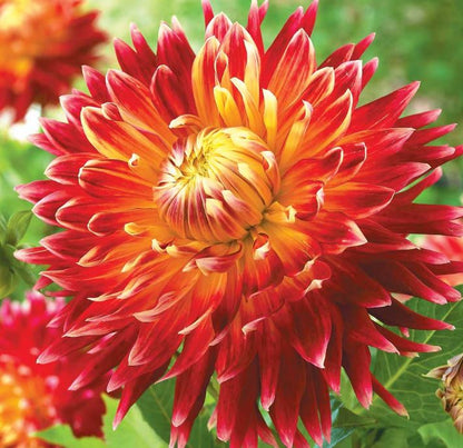 Akita Dinnerplate Dahlia Bulb - Blue Buddha Farm