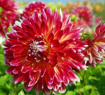 Akita Dinnerplate Dahlia Bulb - Blue Buddha Farm