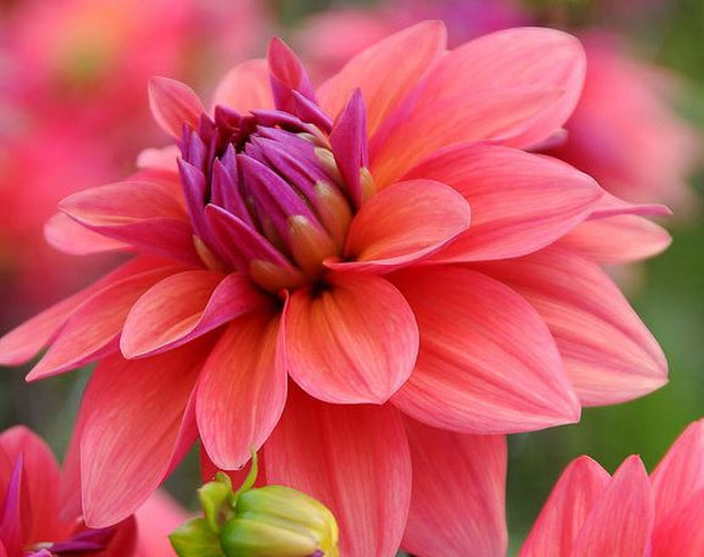 American Dawn Decorative Dahlia - Blue Buddha Farm