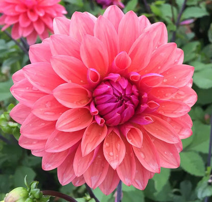 American Dawn Decorative Dahlia - Blue Buddha Farm