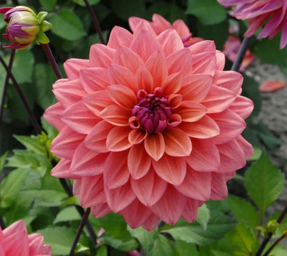 American Dawn Decorative Dahlia - Blue Buddha Farm