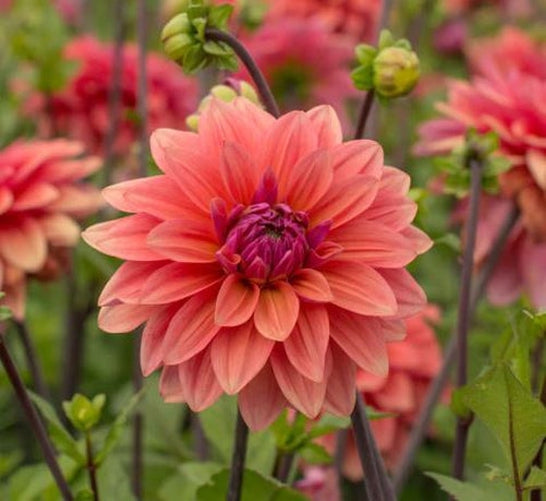 American Dawn Decorative Dahlia - Blue Buddha Farm