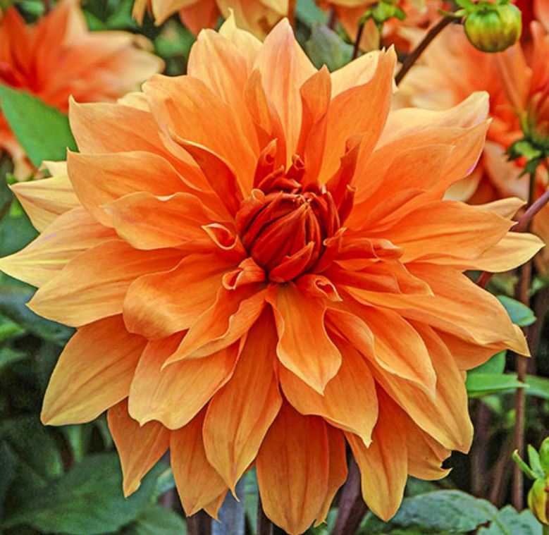 Babylon Bronze Dinnerplate Dahlia - Blue Buddha Farm