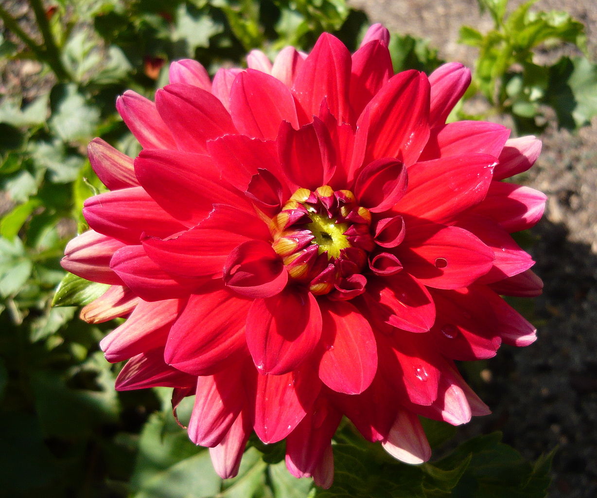 Babylon Red Dinnerplate Dahlia Bulb - Blue Buddha Farm