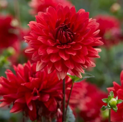 Babylon Red Dinnerplate Dahlia Bulb - Blue Buddha Farm